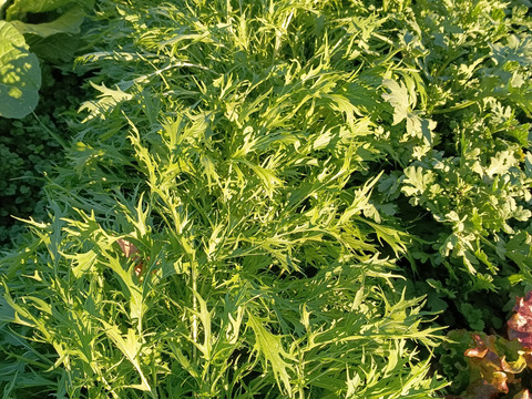 美温活🥕水菜つき🥦【数量限定❗❗】子供に食べさせたい（５品目～７品目）😋🍚ばぁばのモノスゴイ野菜🍅🍆🌽✨✨✨