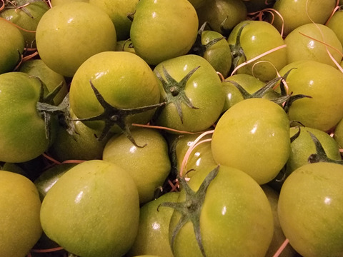 Ⓖ1.2kg《春だ！旬だ！プチぷよだ！》プチぷよグリーン《春の陣》