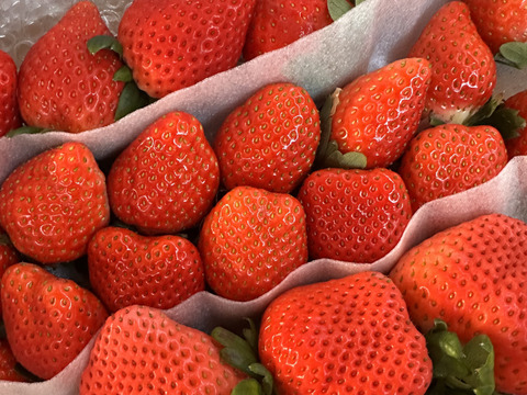トクトク🍓いちごの宝石箱 朝摘み完熟酵素栽培のこだわりいちご