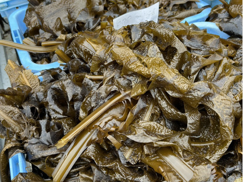 【食卓に一品！】ぷりっぷり！日本海産 天然塩蔵茎わかめ（200g×5入り）