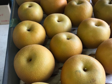 【繊細なシャリ感とあふれる果汁‼️】②あきづき梨贈答用2.2kg(中玉7個入)✨️ 甘くて酸味が少なく、歯触りのいい梨です‼️実に直接農薬がかからない様に、袋がけをしているので安心安全です😋