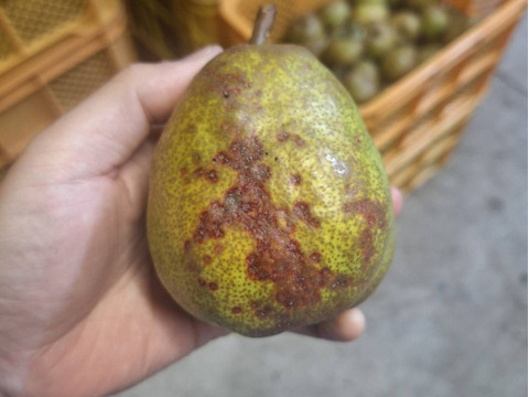 超訳あり規格外ラフランス　箱込5.5キロ