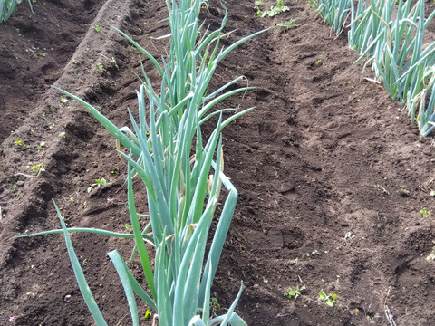 農薬・肥料不使用！松本一本ネギ1kg＆米粉500gセット