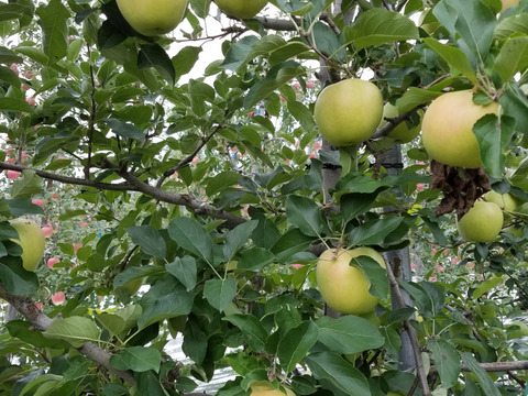 今がチャンス❗１kg増量で６kg規格
今が旬♪
高糖度、甘さ、シャキシャキ食感♪
甘いりんごが好きな方にはコレ！
完熟トキ　　家庭用６kg