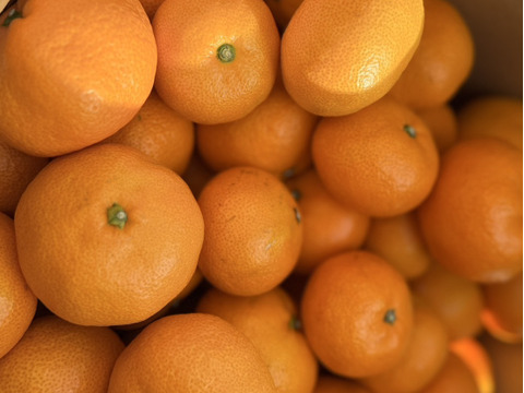 濃厚な味わい旬のちえみかん🍊（南柑20号）3㌔：愛媛県産の