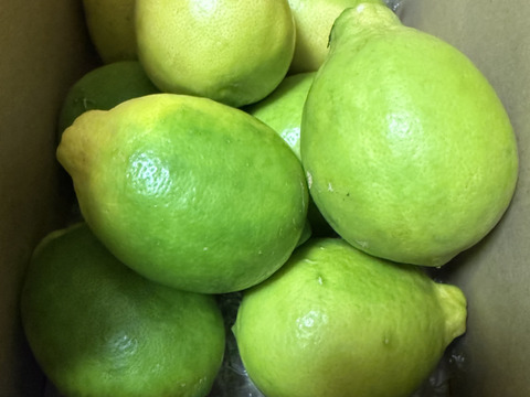 濃い濃い薄皮みかんSサイズ箱込役3㎏と種がないレモン箱込2㎏　セット　別々より送料お得