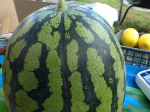 【単品🏣ゆうパック】スイカ🍉大玉🍉８キロサイズ☆大玉☆Ｌサイズ☆農薬、除草剤、化学肥料不使用🏣ゆうパック100サイズで発送☆