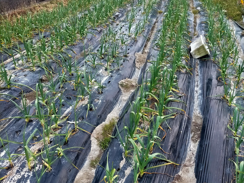 熟成黒にんにく