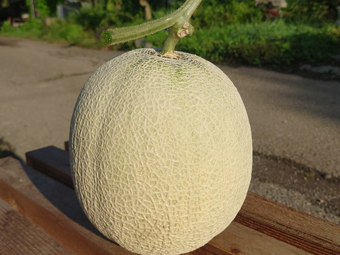椎茸農家が作る高級メロンもどき🍈