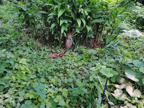 夏茗荷！！