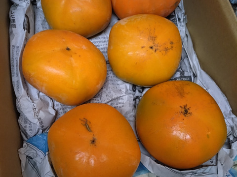 【送料500円引き】
🍁秋の恵み🍂《橋本ふるさと便》　
和歌山橋本の柿ご家庭用5キロ約20コ入り