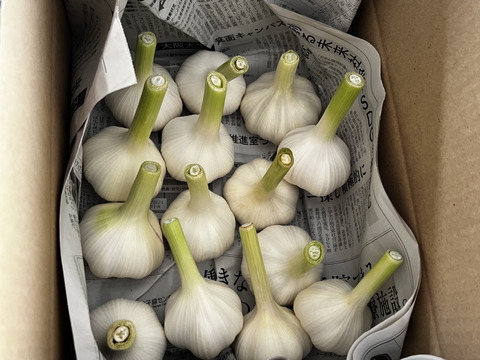生ニンニク 1kg  採れたて新鮮 今だけ期間限定　千葉県いすみ市産　国吉農園