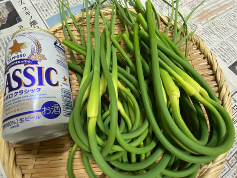 季節限定　北海道在来種　有機栽培ニンニクの芽　5キロ（写真は300グラム）