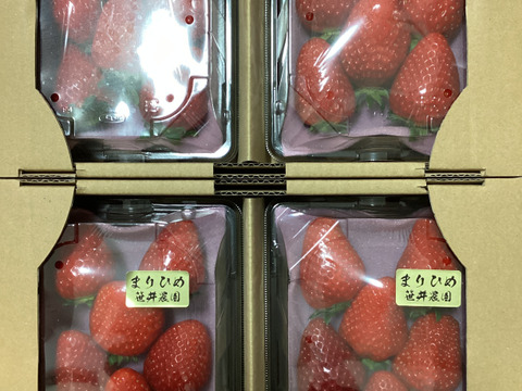 朝採れ、完熟収穫いちご　まりひめ　1000g (250g × 4p)