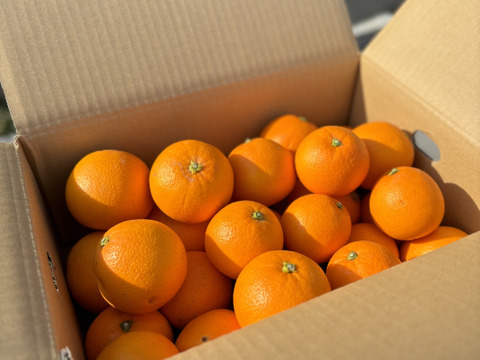 大三島のネーブルオレンジ （ご家庭用・10キロ箱）
