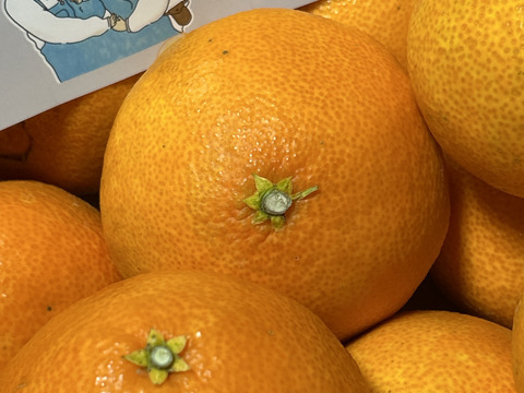 【食べチョク5周年目・感謝価格】まどんな 5kg【冬ギフト】