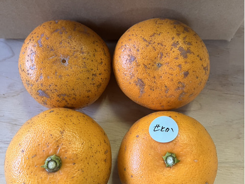 鹿児島県産「訳ありせとか」