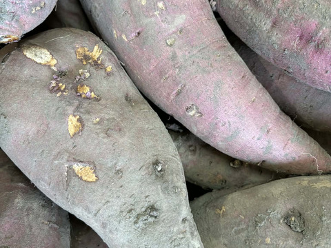 【有機JAS認証】加工用キズあり　～シルクスイート～　約5kg　(80サイズ）