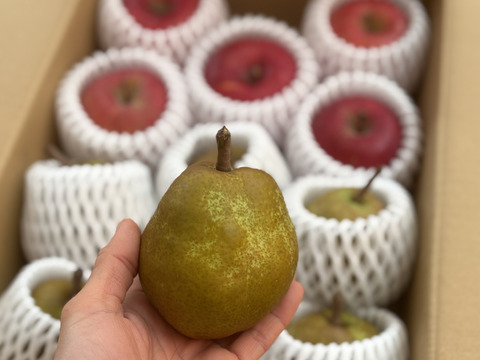 長沼果樹園　中玉ラフランス　・りんご　詰め合わせ　（ラフランス６個・ふじりんご５個）約3㎏　山形県上山市