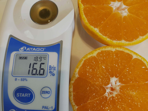 きよみオレンジ『小玉』5kg（箱込）