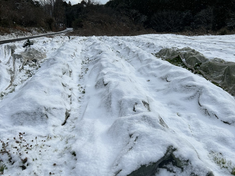 アレッタ600g/期間中農薬不使用、有機肥料主体