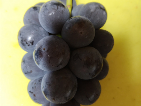 棚田で育てた🍇岡山県産オーロラブラック＆ニューピオーネ２ｋｇ（ご家庭用）食べ比べセット