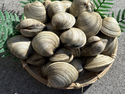 期間限定！増量中！！活　江戸前　船橋三番瀬ホンビノス貝　(千葉ブランド水産物認定品) 1個50g〜100g  2kg