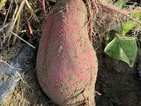 さつまいも（紅あずま）5㎏　もちろんヤギまっしぐら！