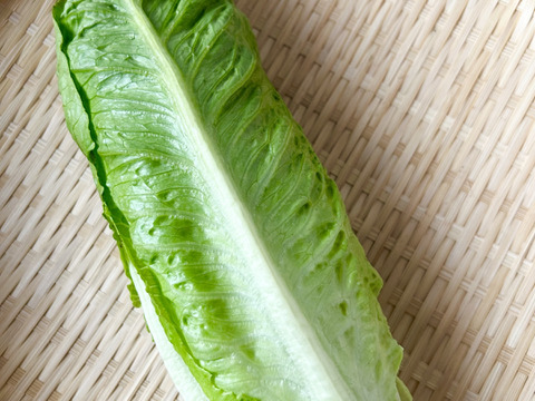 【お試し】京都産ロメインレタス2玉＆旬のイタリア野菜ちょっとずつセット