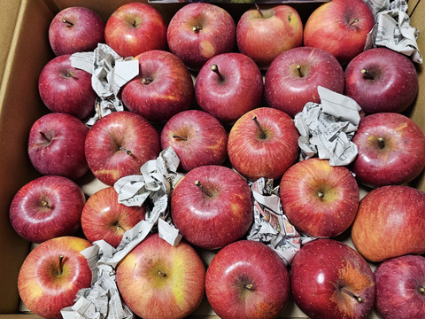 【今だけお買い得！訳あり★50%OFF★】家庭用葉とらずふじりんご5㎏【長野県産】