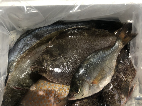 小豆島の海の恵み。旬のお魚お任せ鮮魚ハーフセット（５～７匹）