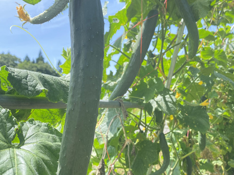 農薬を使っていないきゅうり　3種類　シャキットと八町きゅうりもあるよ