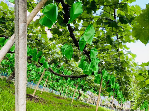 岡山県産✨人気商品につき追加販売✨【食べ比べセット】オーロラブラック&サマーブラック🍇2房入り