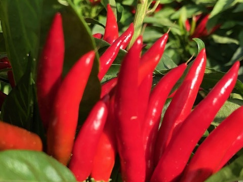 今の時期だけ！　農家自慢の生の赤唐辛子　採れたて新鮮　150g以上お入れしてお届けいたします。