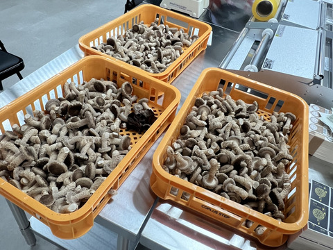 【お得用！】大田区で収穫！東京福しいたけ　サイズミックス(1kg・袋詰め)