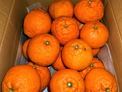 静岡県産　濃厚完熟みかん【不知火】　4.5ｋｇ　家庭用