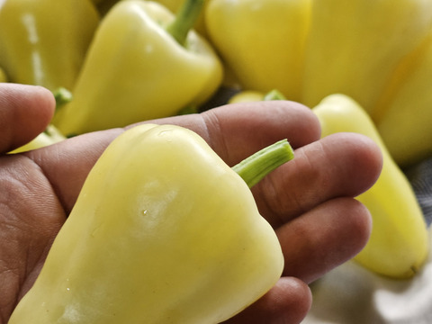 ★Mexicanサンタフェ★栽培期間中農薬不使用★