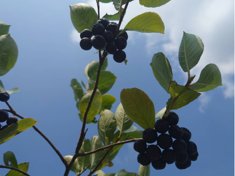 【期間限定】魅惑のスーパーフルーツ！ポリフェノール！生アロニア（250g）