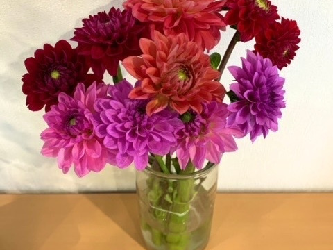 【鮮やか新鮮・産地直送】ダリア花束 「スペシャルMix」色混色10本（40〜50cm）