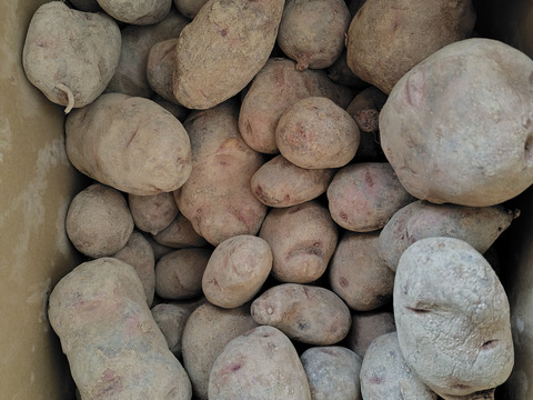 【訳あり】北海道産グランドペチカ20キロ