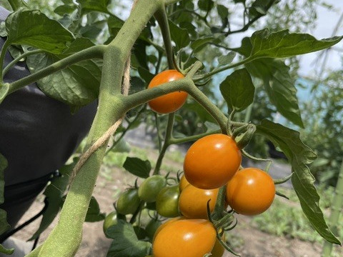 お米3kgと極トマト3＆にんにく・季節野菜セット：秋田県産の野菜