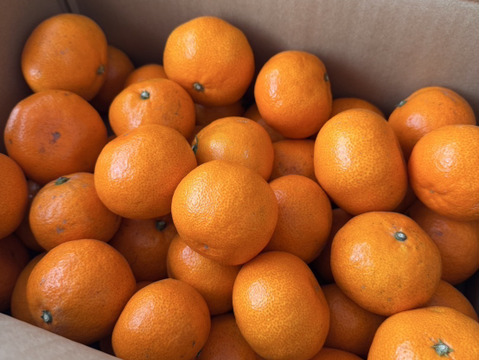 【早期予約割】愛媛県八幡浜市産 早生みかん(5kg)