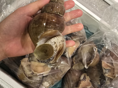 【知床羅臼直送】ツブ貝(エゾバイ)各種詰合せ 2kg お刺身、煮付け、焼物等