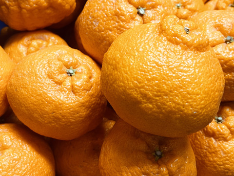 【農家直送】完熟 不知火（しらぬい）家庭用10kg 愛媛産  デコポン系 甘い 柑橘