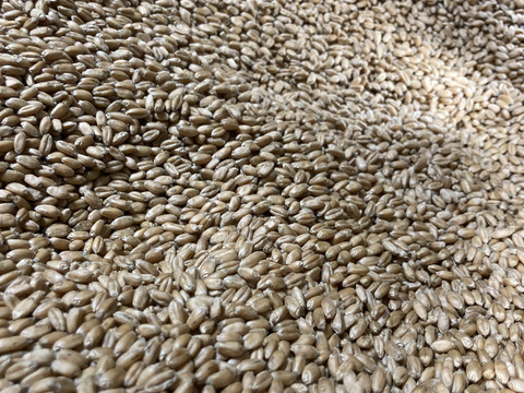 【北海道十勝産　自然乾燥全粒粉♡】数量限定！
昔ながらの天日乾燥は超希少！
小麦粉ゆめちから（強力粉）　１ｋｇ

手作りパンやスィーツ、パスタ等にオススメ♡