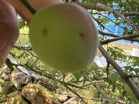 期間限定！数量限定！南高梅3k青梅
梅酒・梅ジュース用キズあり混合