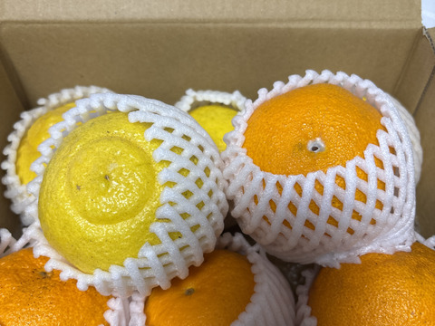 秀品🍊贈答に！
"不知火（伊豆デコ）" &"はるか"の　初春のうれしい食べ比べセット！ 　　　2.0㎏