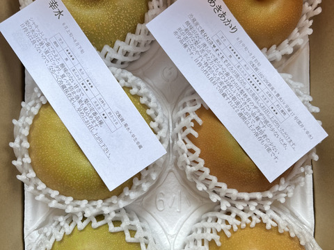 旬の梨アソート🌈　千葉県産【２品種食べ比べセット】3㎏『6玉～8玉入』市川のなし・フルーツキャップ個装