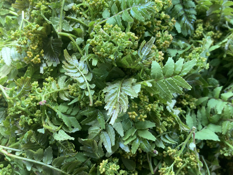 京都産　天然　葉付き花山椒　300グラム