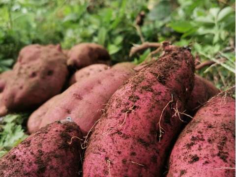 【訳あり】潮風 × 火山灰土が育てた熟成島さつまいも『紅はるか』3kg